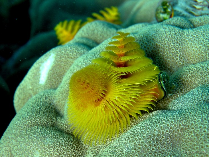 75- Ver jaune (Spirobranchus giganteus).JPG